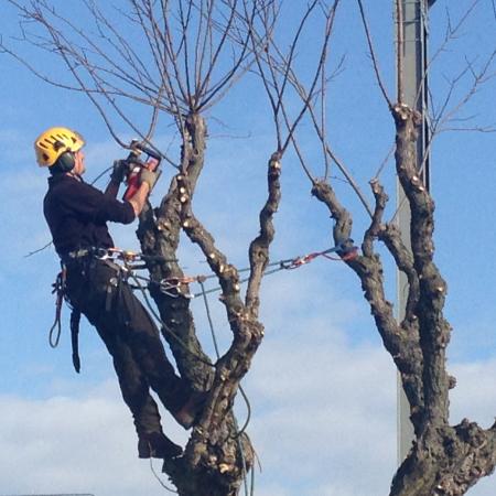 Élagage sur corde secteur Nîmes